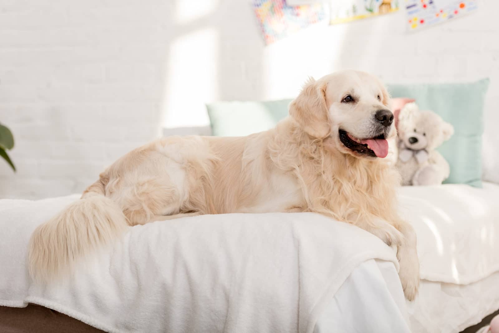golden retriever on the bed