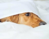 Best Tencel Sheets Reviews (Top Picks)