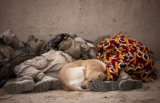 Should You Sleep With Your Pet? Pros & Cons