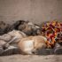 Sleep & Food: How Your Diet Affects Your Sleep
