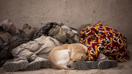 Should You Sleep With Your Pet? Pros & Cons